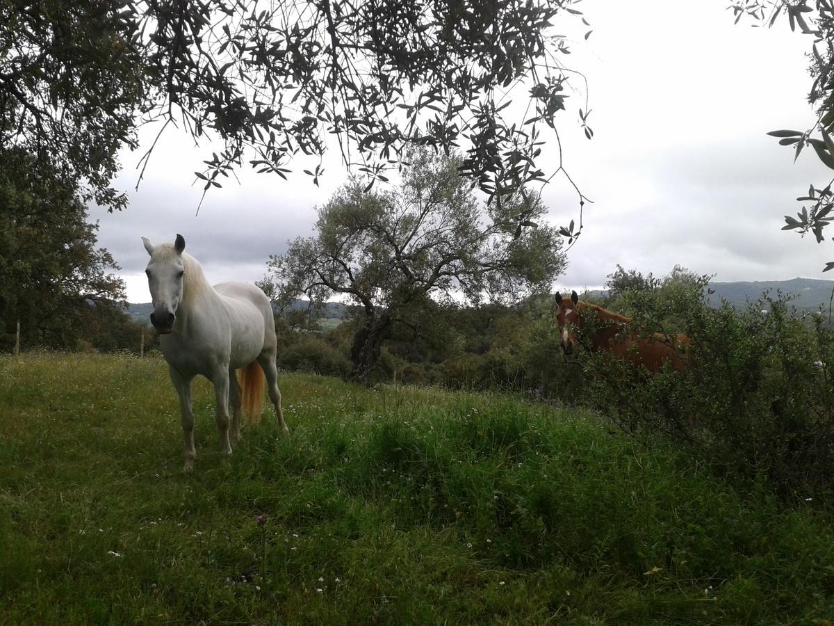 Finca La Carnicera Constantina Eksteriør bilde