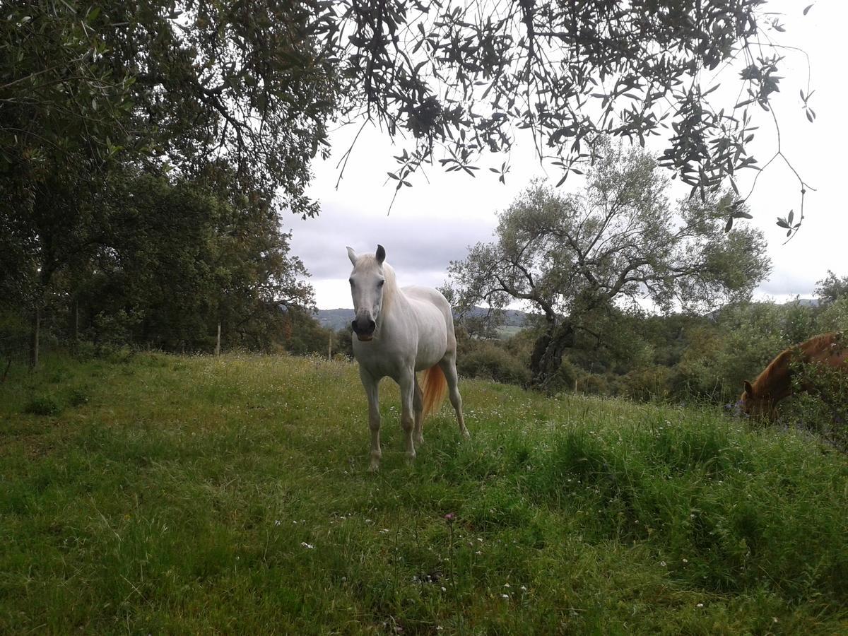 Finca La Carnicera Constantina Eksteriør bilde