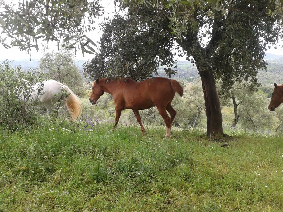 Finca La Carnicera Constantina Eksteriør bilde